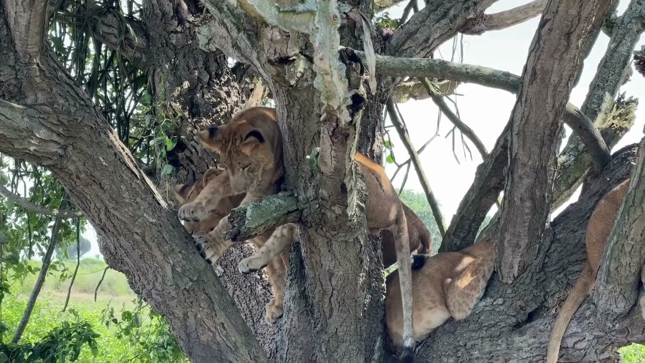 Uganda Trip - February 2026