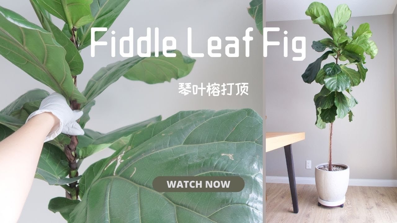 琴叶榕打顶成功✌️ 分享经验 水培繁殖一定要注意的事