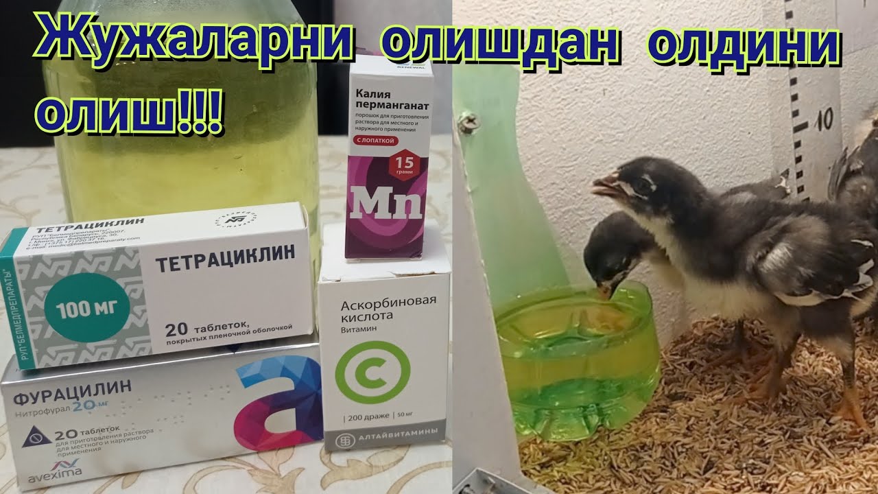 ЖУЖА БОКИШ КАСАЛ БУЛИШДАН ВА ОЛИШДАН ОЛДИНИ ОЛИШ! 😱😱😱
