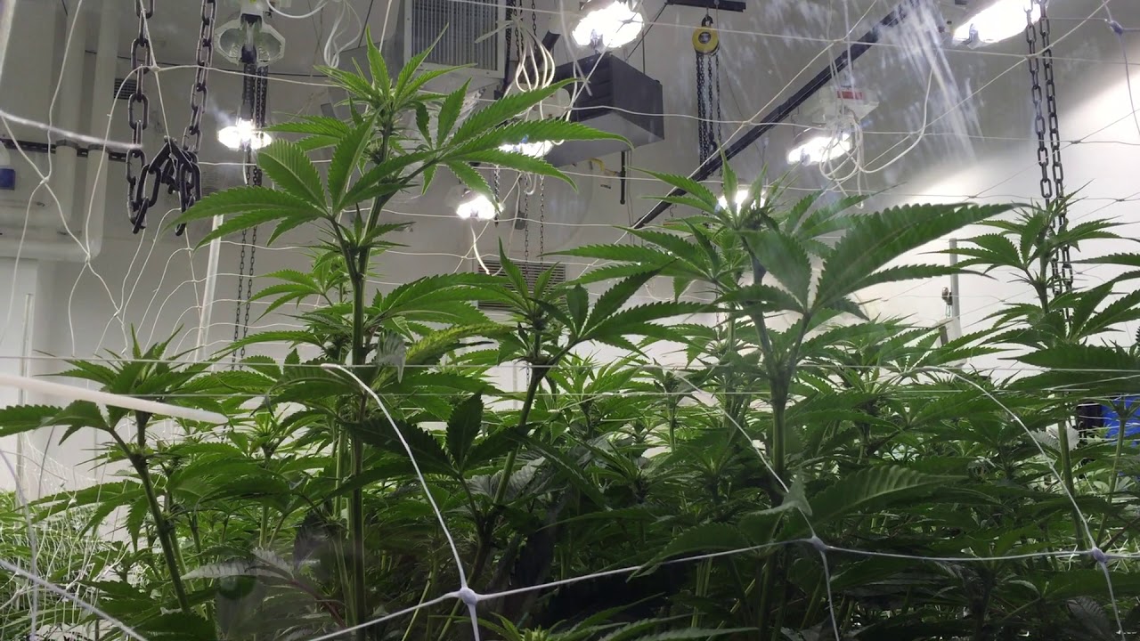 Tour Seed and Smith Denver Grow Room