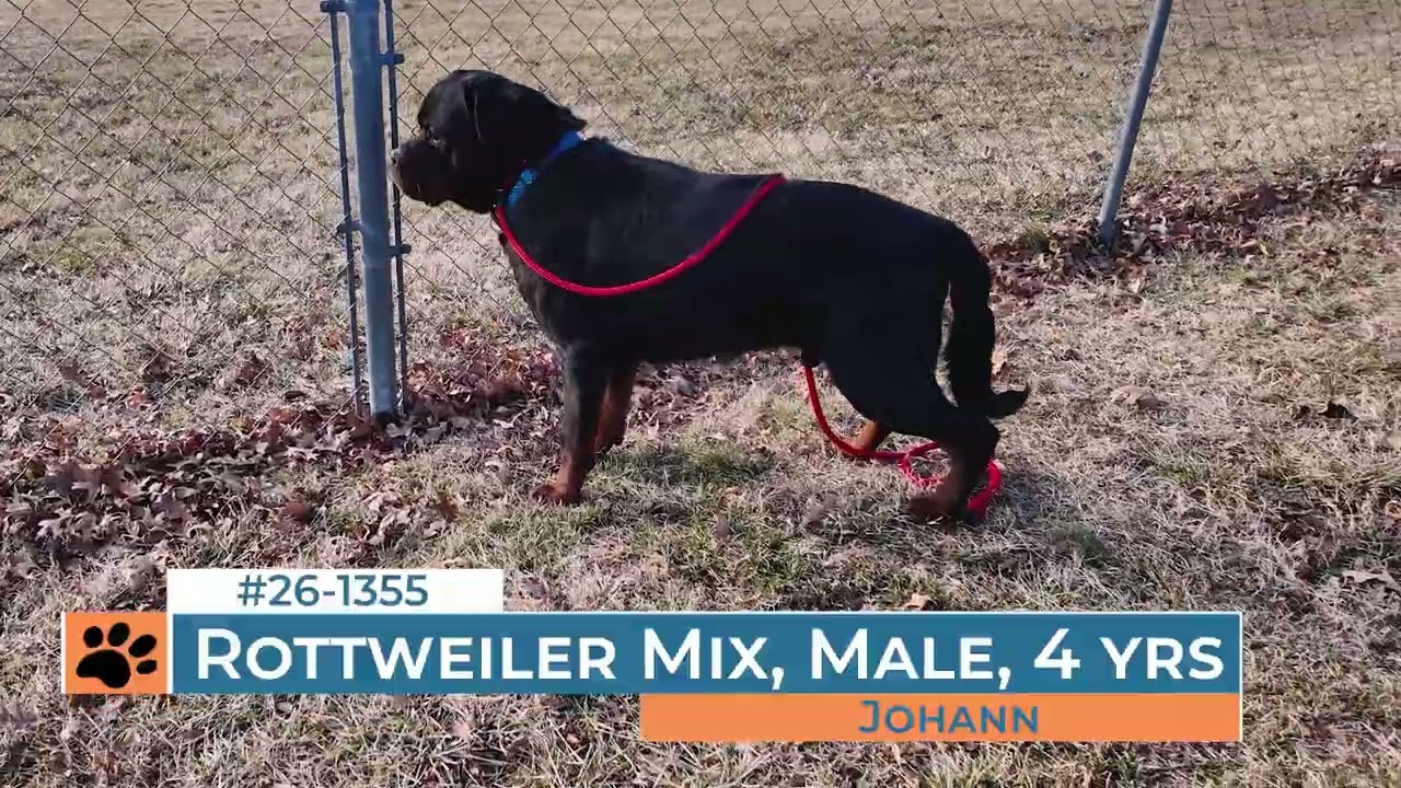 Johann - 261355