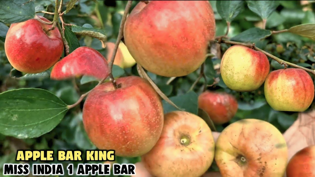 Miss India 1 Apple Ber Ki Super Variety Market में सबसे ज्यादा Demand  #howtomakechocolateathome 