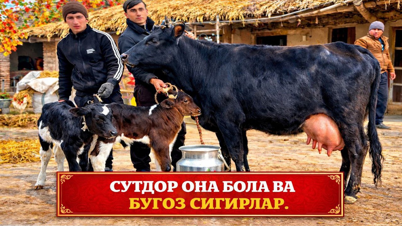 СУТДОР  ОНА  БОЛА  ВА  БУГОЗ  СИГРЛАР САРВАРБЕК