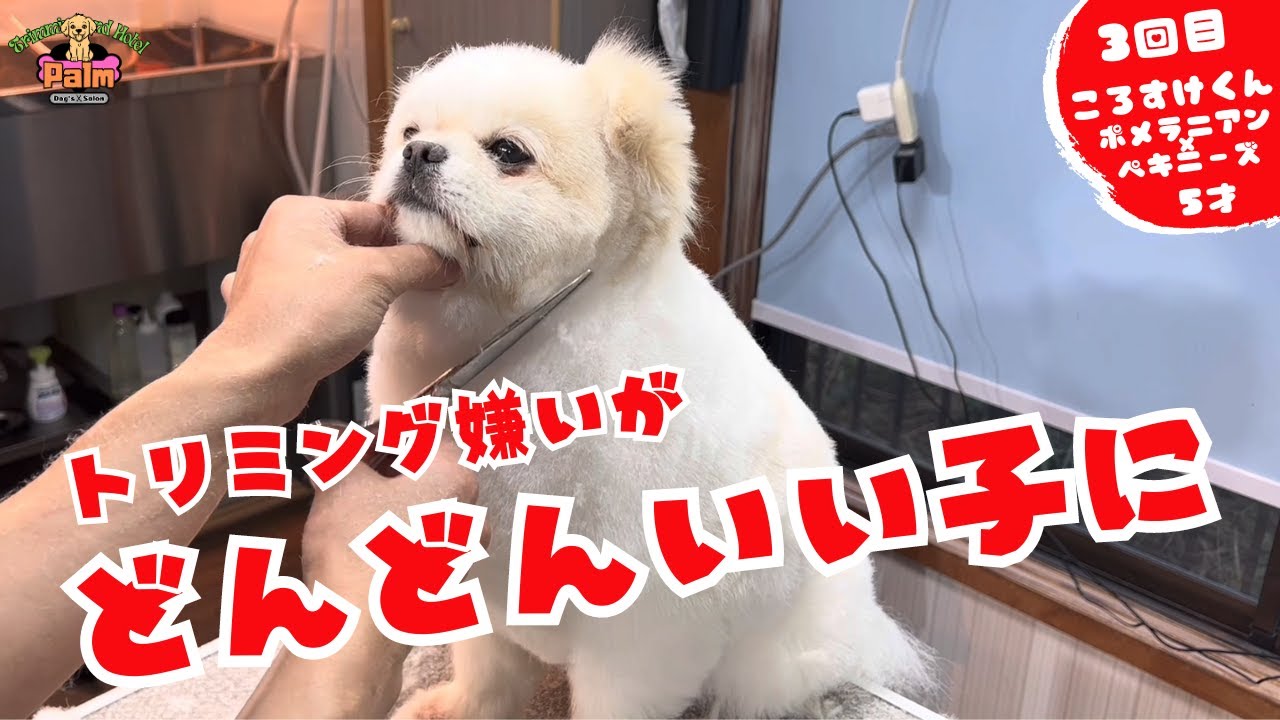 トリミング嫌いだったポメ×ペキをフワフワカットで可愛らしく！
