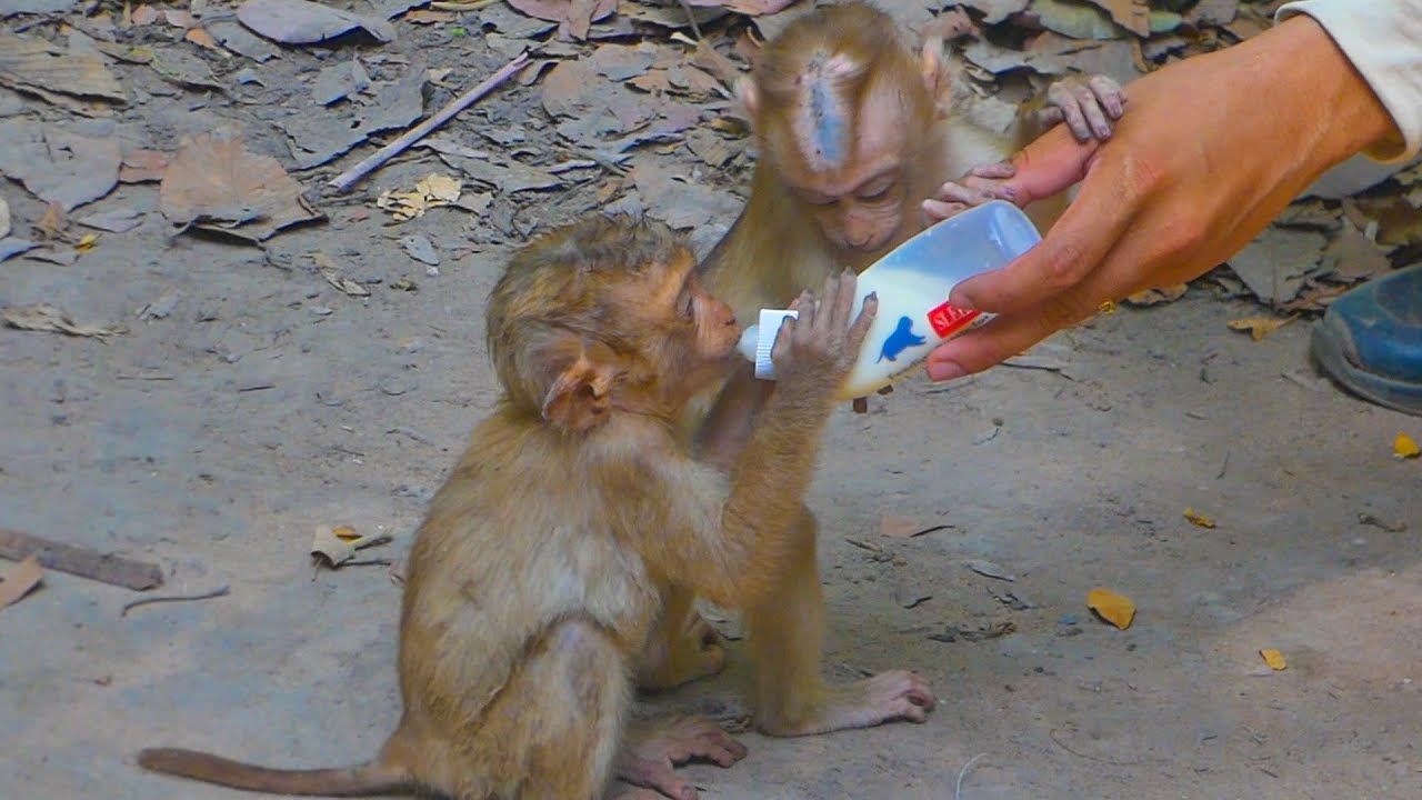 Adorable Lily wanna to drink with milk bro Tinky and Lily looks happy to play with member family💞💞
