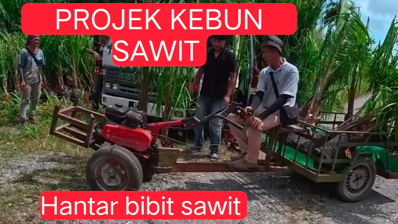 Projek Kebun Sawit, Hantar Benih Sawit Ke Kebun, Kpg Sampun Kota Samarahan Sarawak