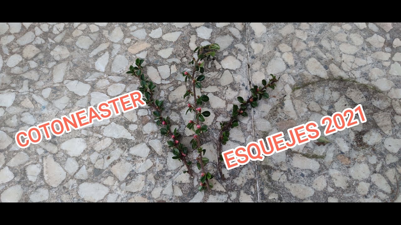 Esquejes de Cotoneaster de tres años.