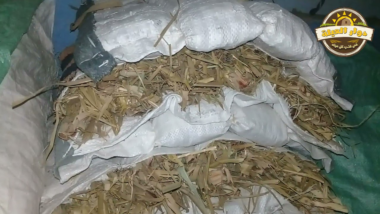 رحلة كفاح الحاج حسانين البرادعي 