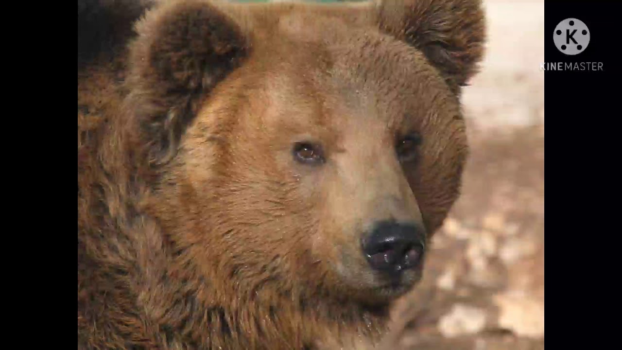 we going on a bear hunt