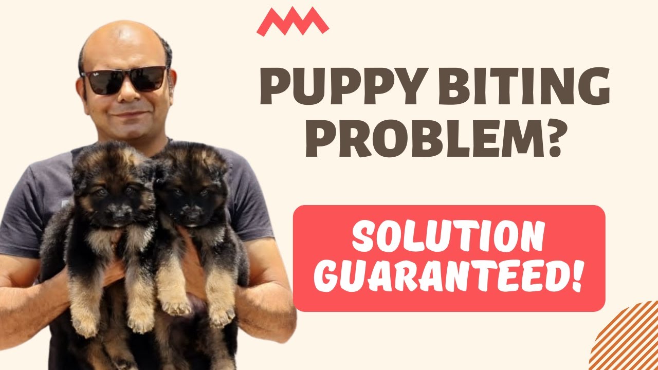 Best Puppy Biting Solution for Teething Problem | Exclusive Puppy Biting Training in Hindi
