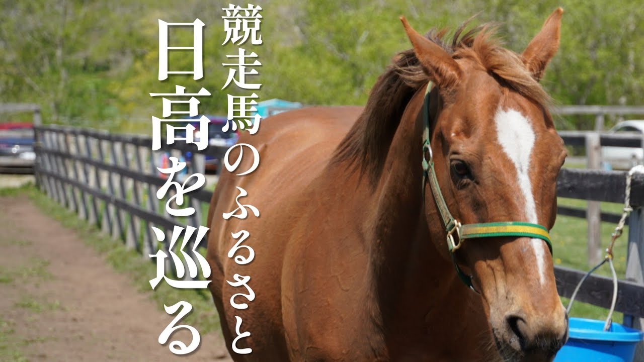 【日本一の馬産地】ゴールドシップや功労馬に感激しました【北海道旅行】