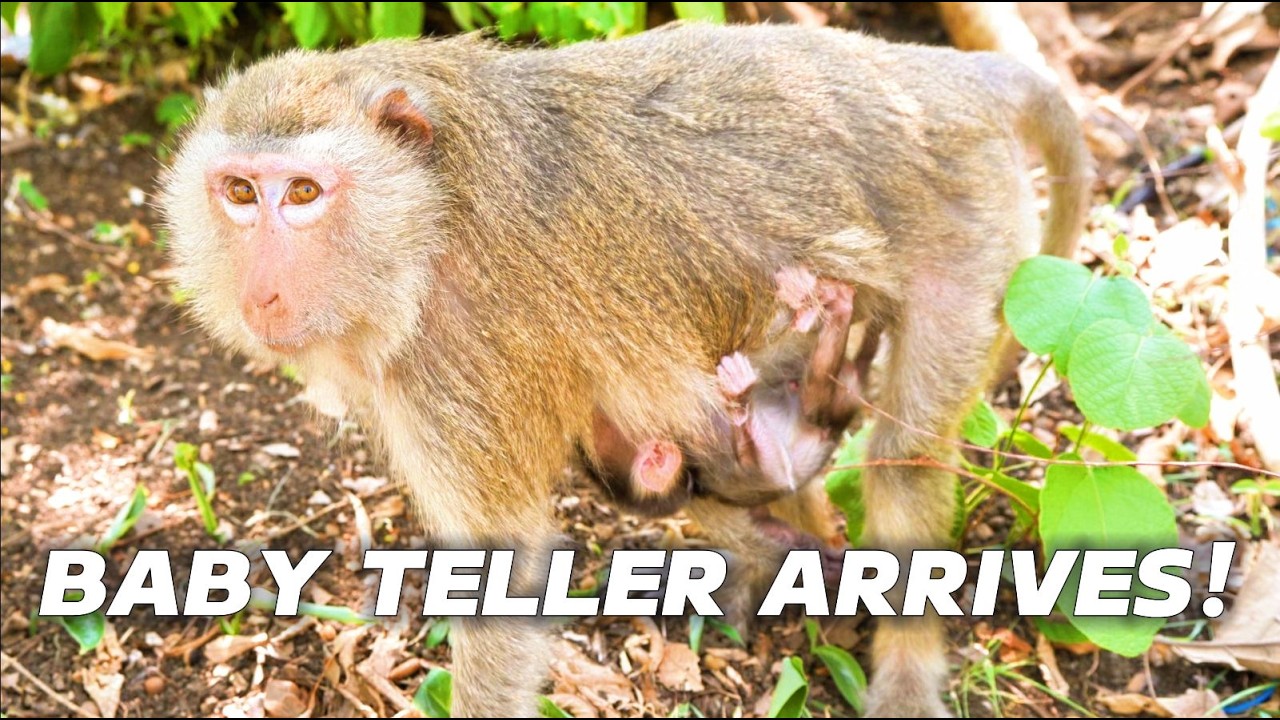 🔴Newborn Baby Monkey Teller is Here 🐒 Mama Teva&rsquo;s Sweet Moments (Daily Update)