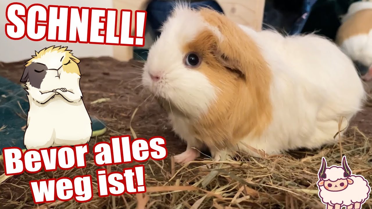 Die Meerschweinchen Sollten Schnell Aufessen Bevor Alles Weg Ist!