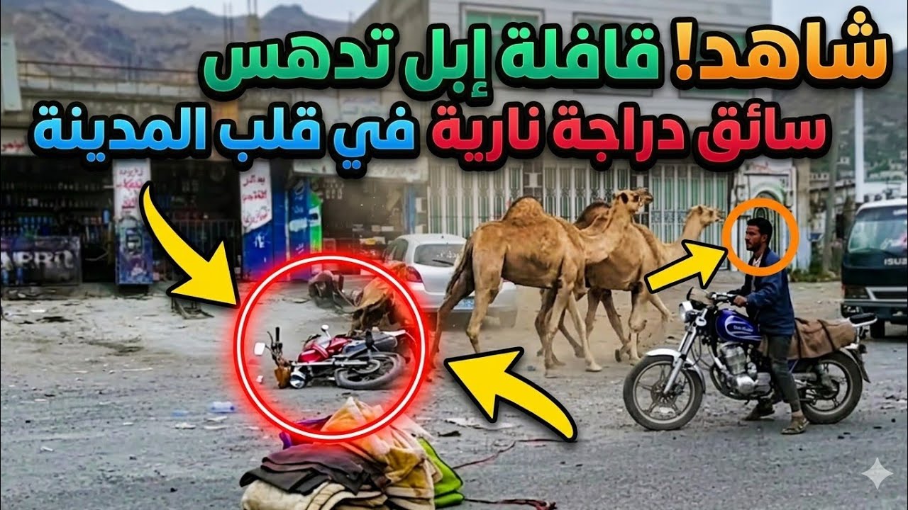 لحظة دعس الجمال لسائق دراجة قافلة ابل تدهس سائق دراجة نارية بمدينة اب اليمن