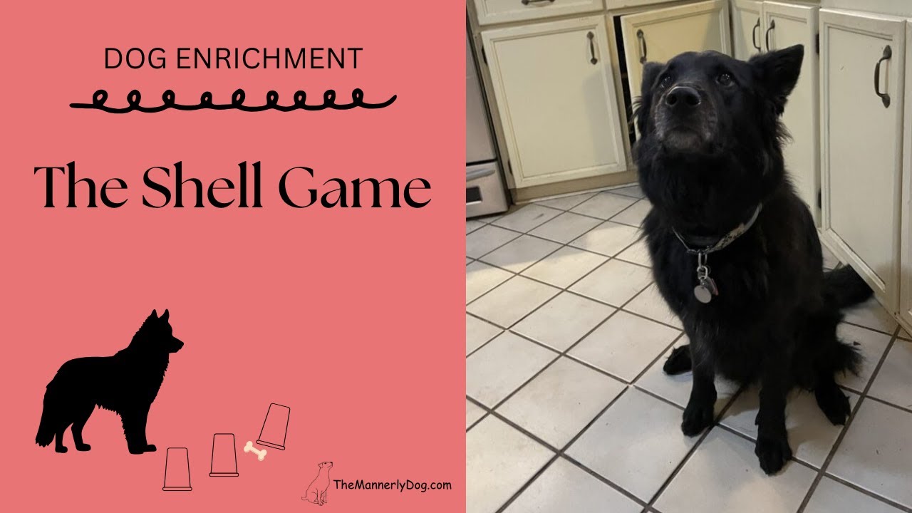 Dog Enrichment:  The Shell Game - Daisy