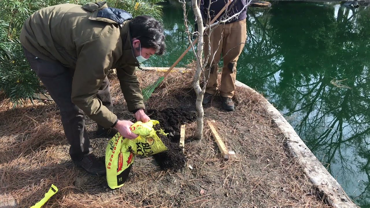 Tree Planting using the Root Ball Bracing Method