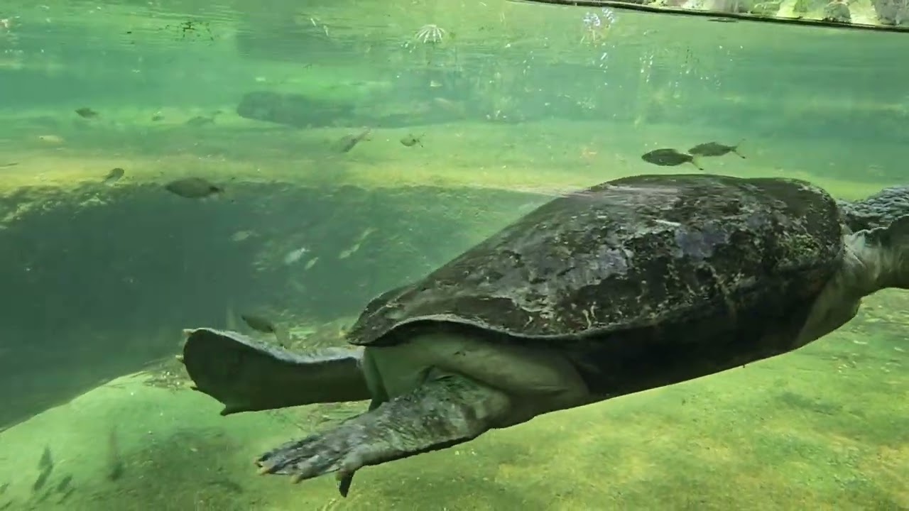 Singapore Zoo #animals #zoo