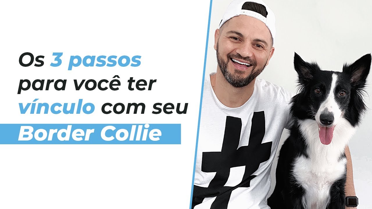 Os 3 passos para ter vínculo com seu Border Collie