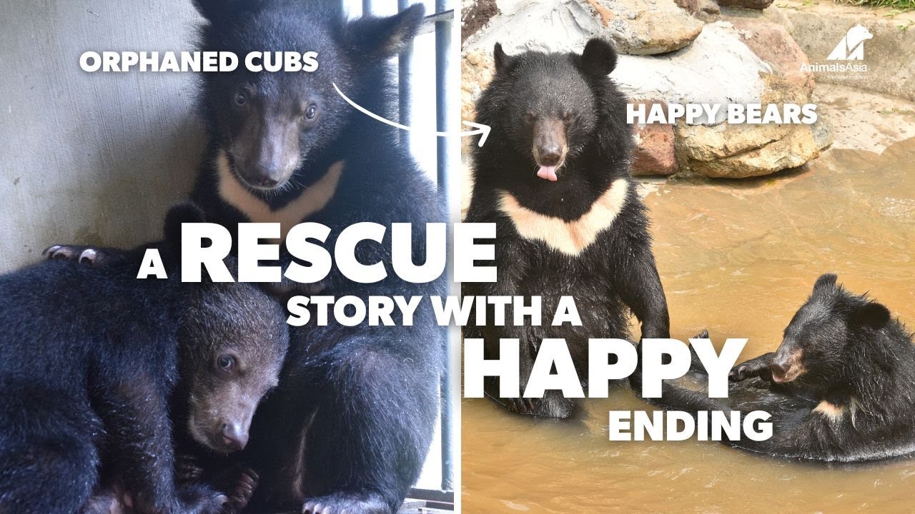 From Orphaned Cubs to Happy Bears: A Rescue Story with a Happy Ending 🐻😊