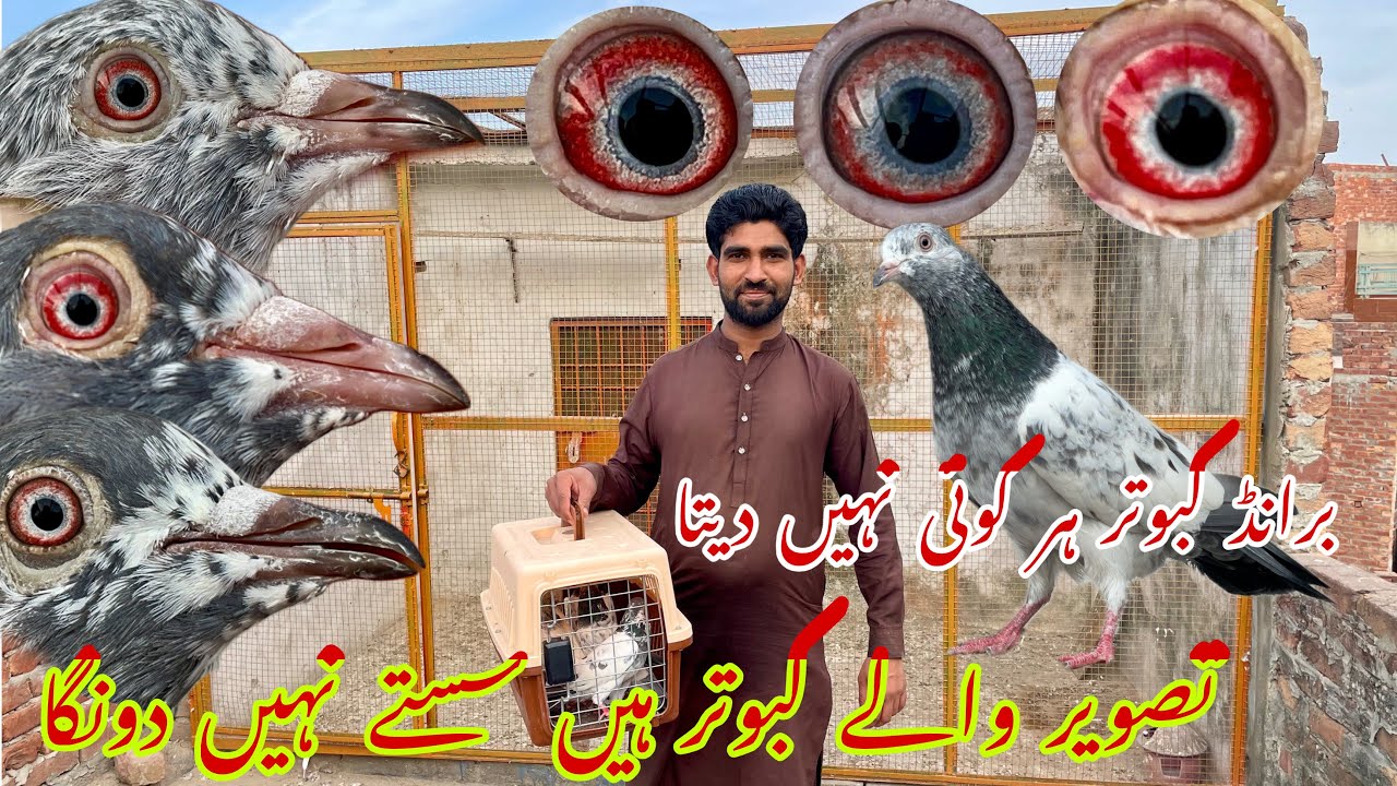 Tasveer waly kabotar ly aya hun 🥰🥰 aj mehngy sale kru ga 0322-4245546@choudhryusmankasur 