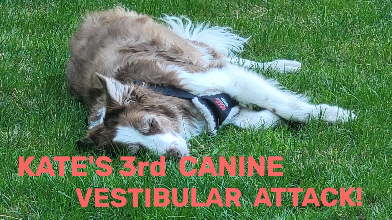 KATIE'S 3rd ATTACK OF CANINE VESTIBULAR DISEASE
