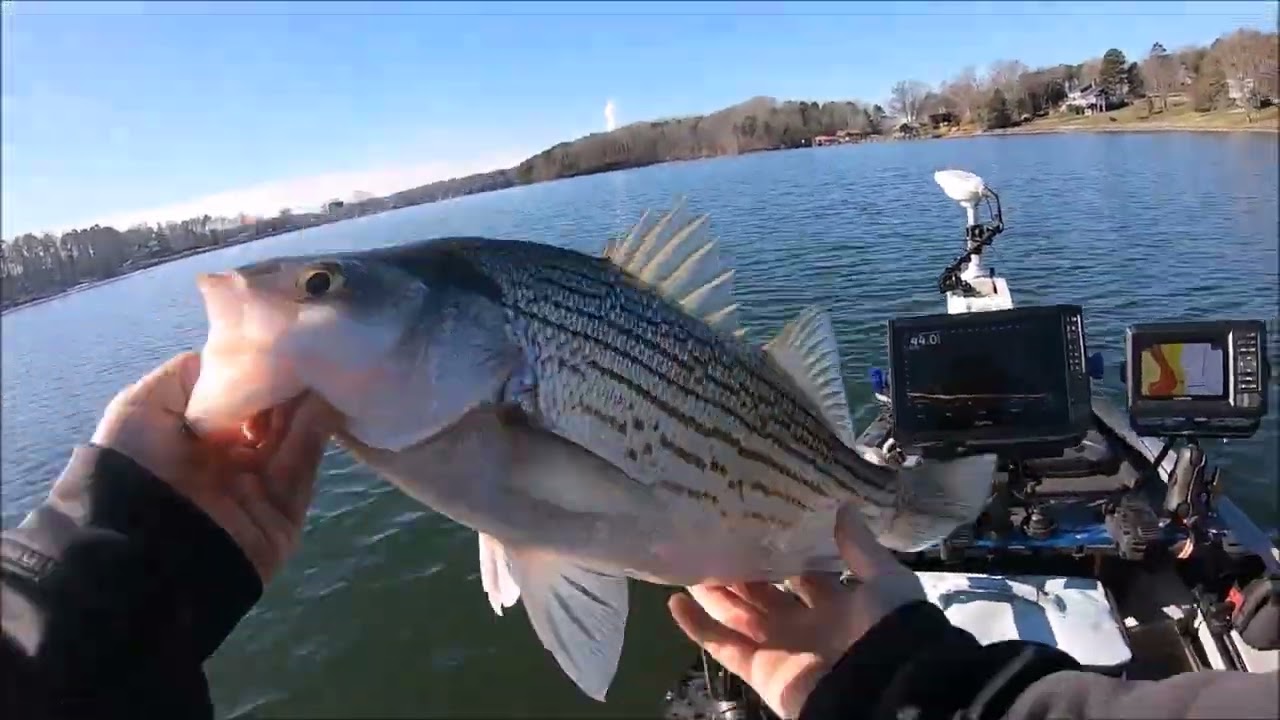 1-12-26 Lake Norman Hybrid Fishing