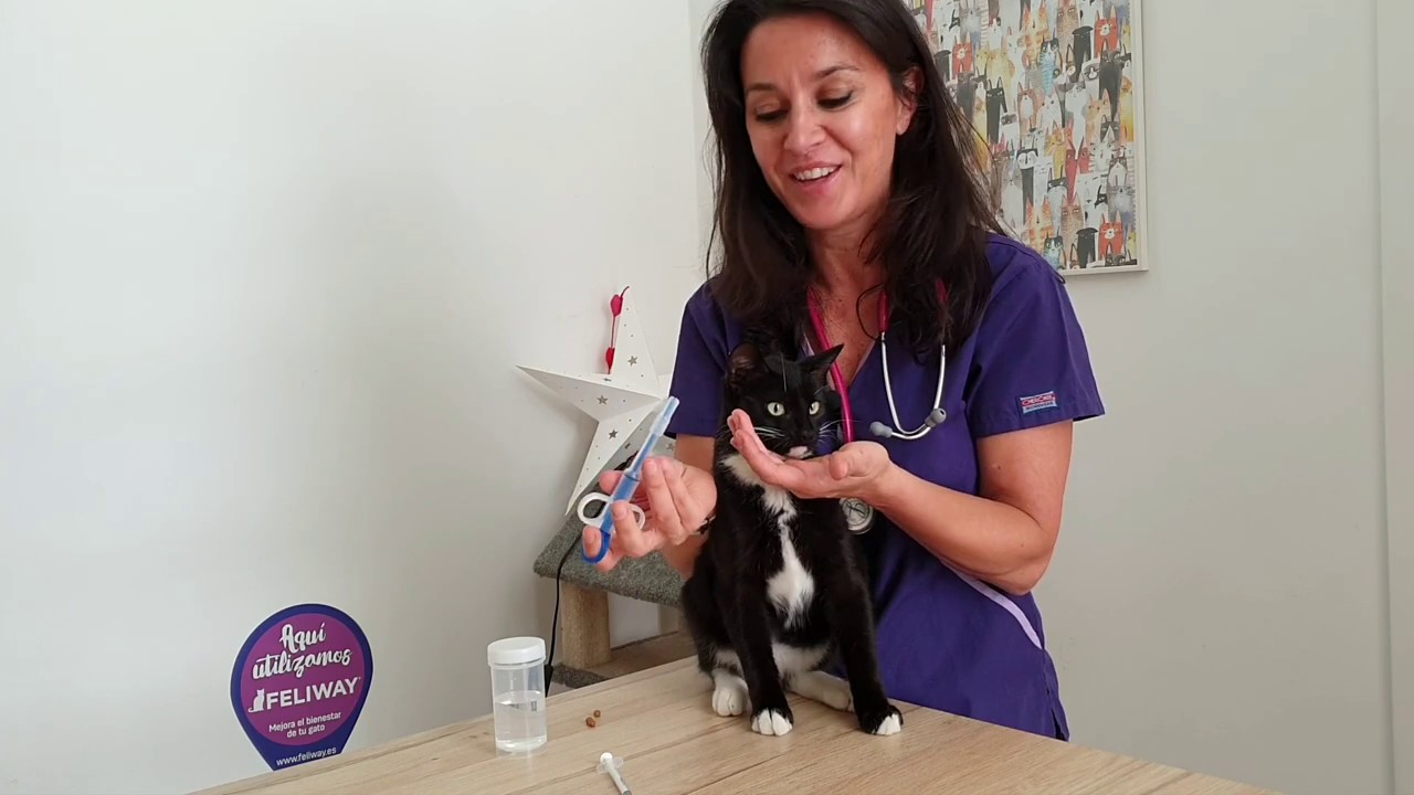 cómo medicar a tu gato