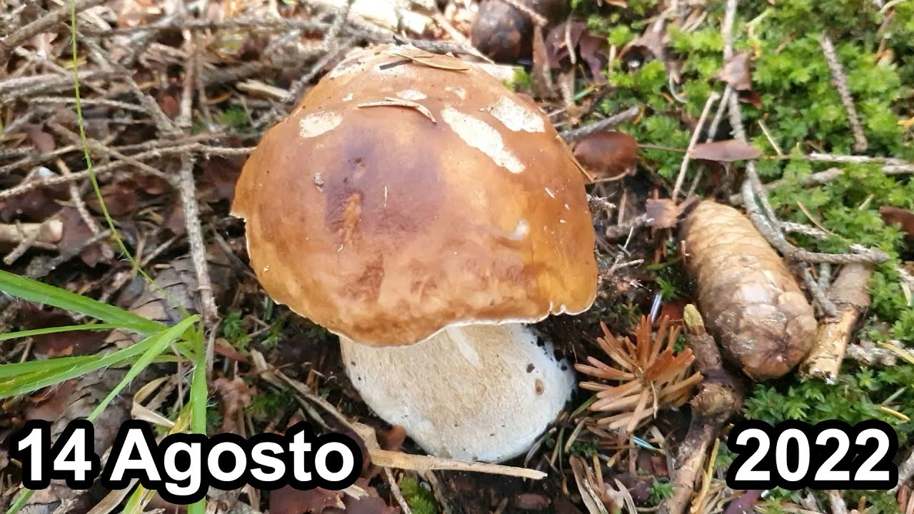FUNGHI PORCINI 2022 Azzardo di metà Agosto