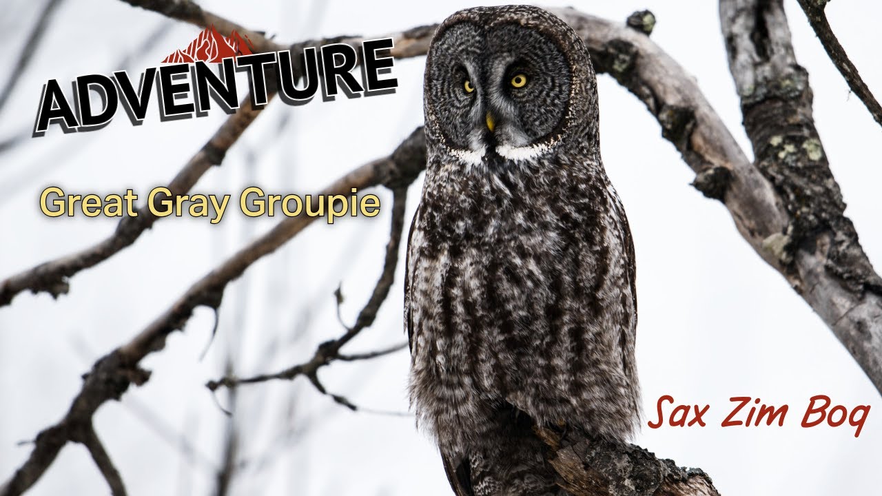 Great Gray Owl Groupie at Sax Zim Bog.