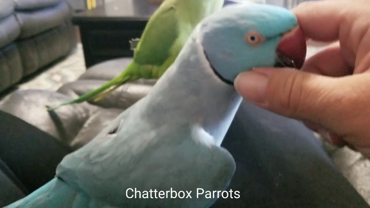 Scritches, sass, chatter and jealousy