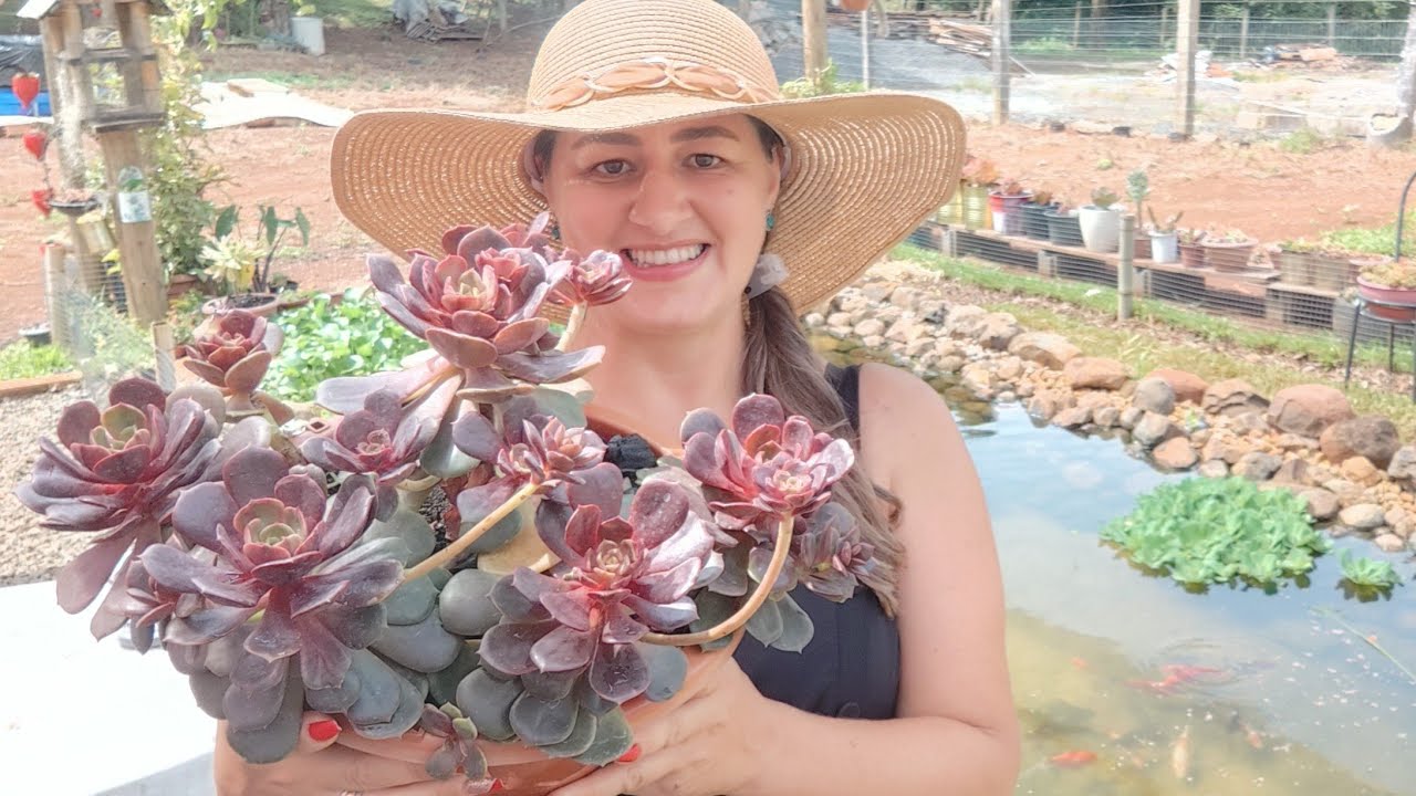 MANUTENÇÃO NA ECHEVERIA VAMPIRE RED BALL E NOSSOS ANIMAIZINHOS DE ESTIMAÇÃO. VEM VER COMIGO.