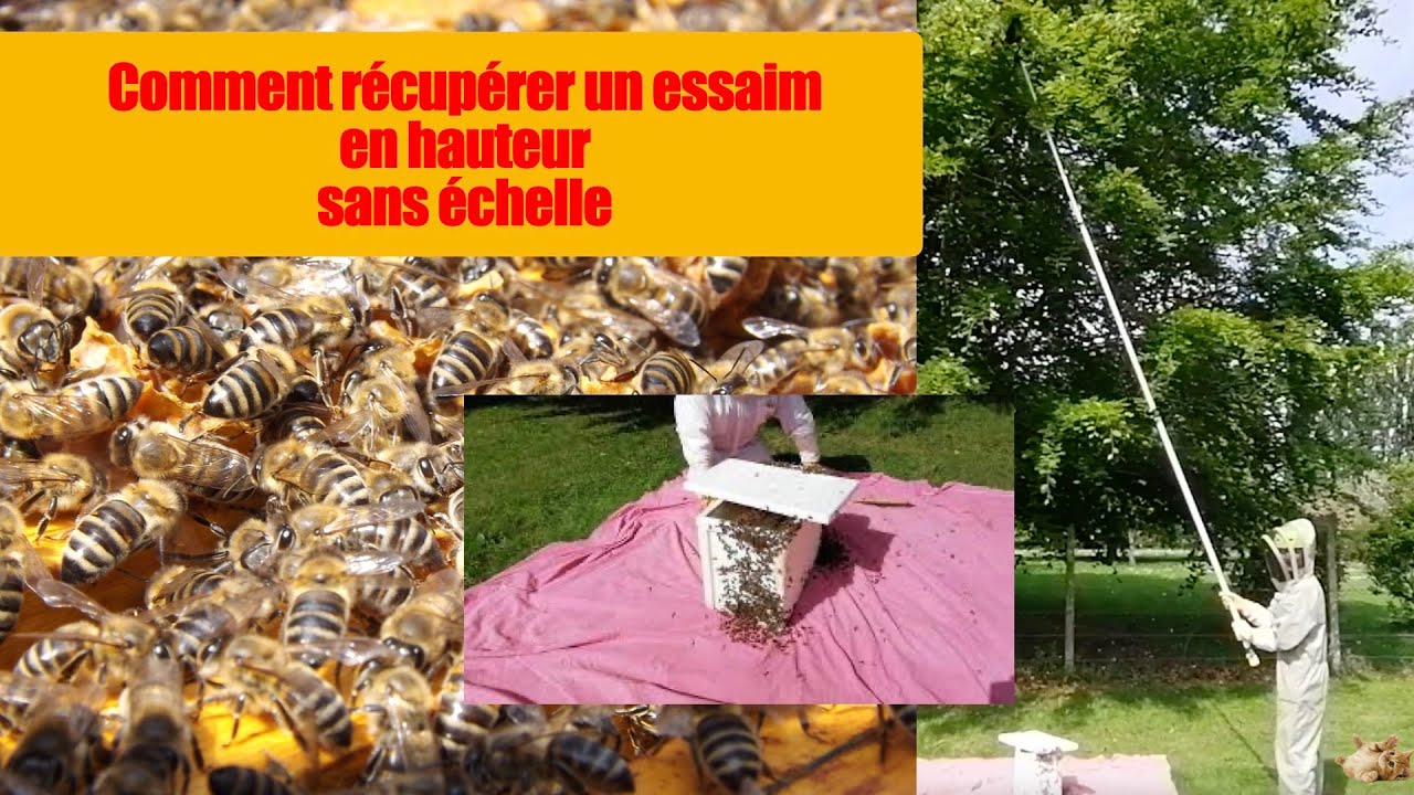 COMMENT RECUPERER UN ESSAIM EN HAUTEUR FACILEMENT MÊME SANS ECHELLE