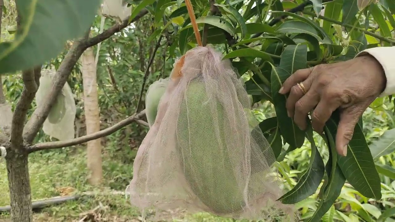 मैंगो फॉर्मिंग