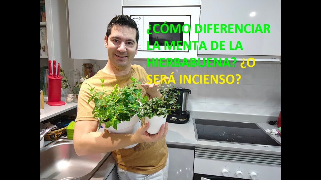 DIFERENCIAS ENTRE LA HIERBABUENA Y MENTA 🌿 APRENDE A DIFERENCIAR INCIENSO, HIERBABUENA Y MENTA
