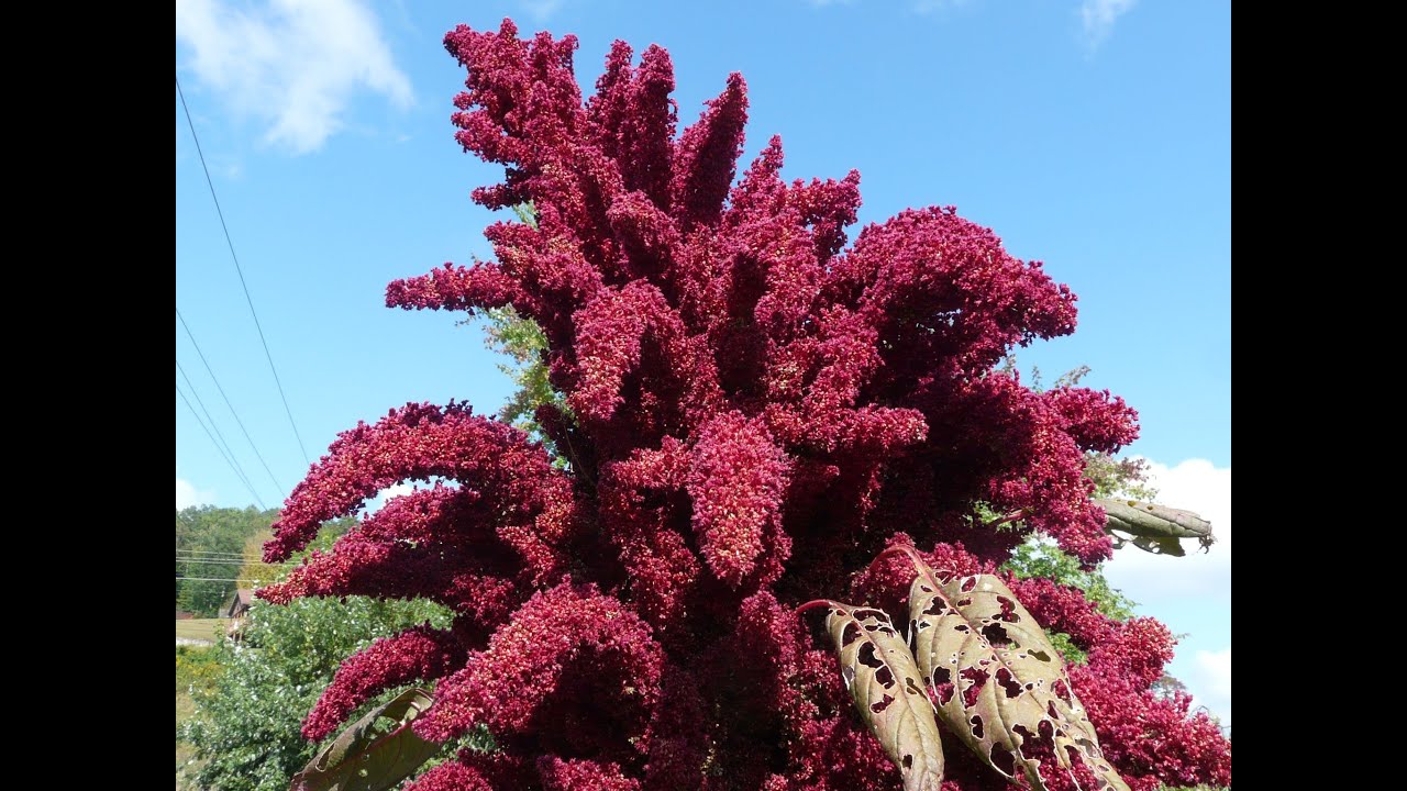Harvesting A 10ft Tall Amaranth - WOW!! Ancient Heirlooms, How To Harvest Amaranth!!!