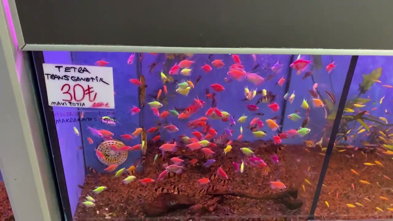 İstanbul Eminönü Petshop Gezisi l Akvaryum Balıkları Güncel Fiyat ve Çeşit 2023