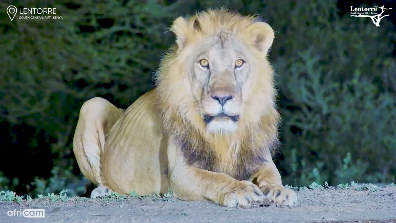 Kings at the Hide! Two Majestic Male Lions Pose at Lentorre