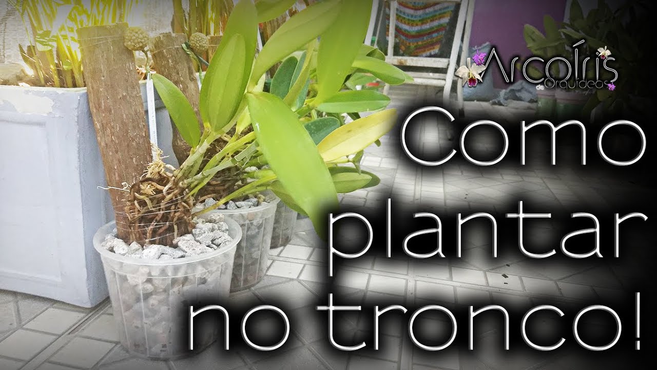 Eng.Subt - 💚💜 Como plantar no tronco! 🌿 ArcoÍris de Orquídeas 🌿