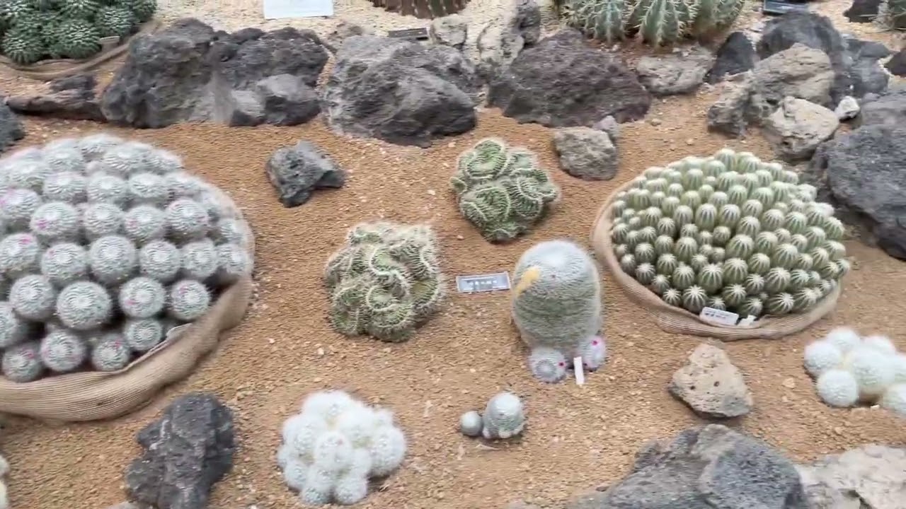 大阪　植物園　咲くやこの花館【Sakuya konohana kan botanical garden in Osaka】　2022/02/04