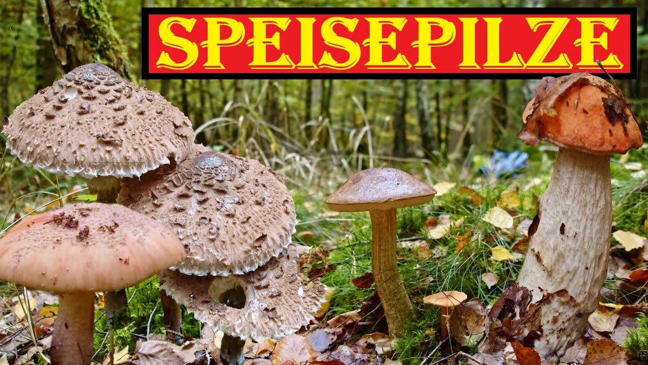 Leckere Pilze sammeln 🍄🍂 Steinpilz, Parasol, Birkenpilze: Essbare Pilze finden im Herbstwald