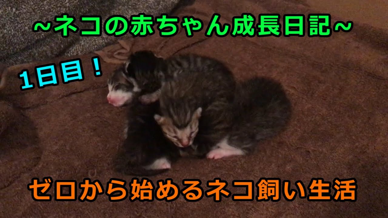 【生後1日目】ネコの赤ちゃん【ネコが好きすぎる人】【毎日更新予定】