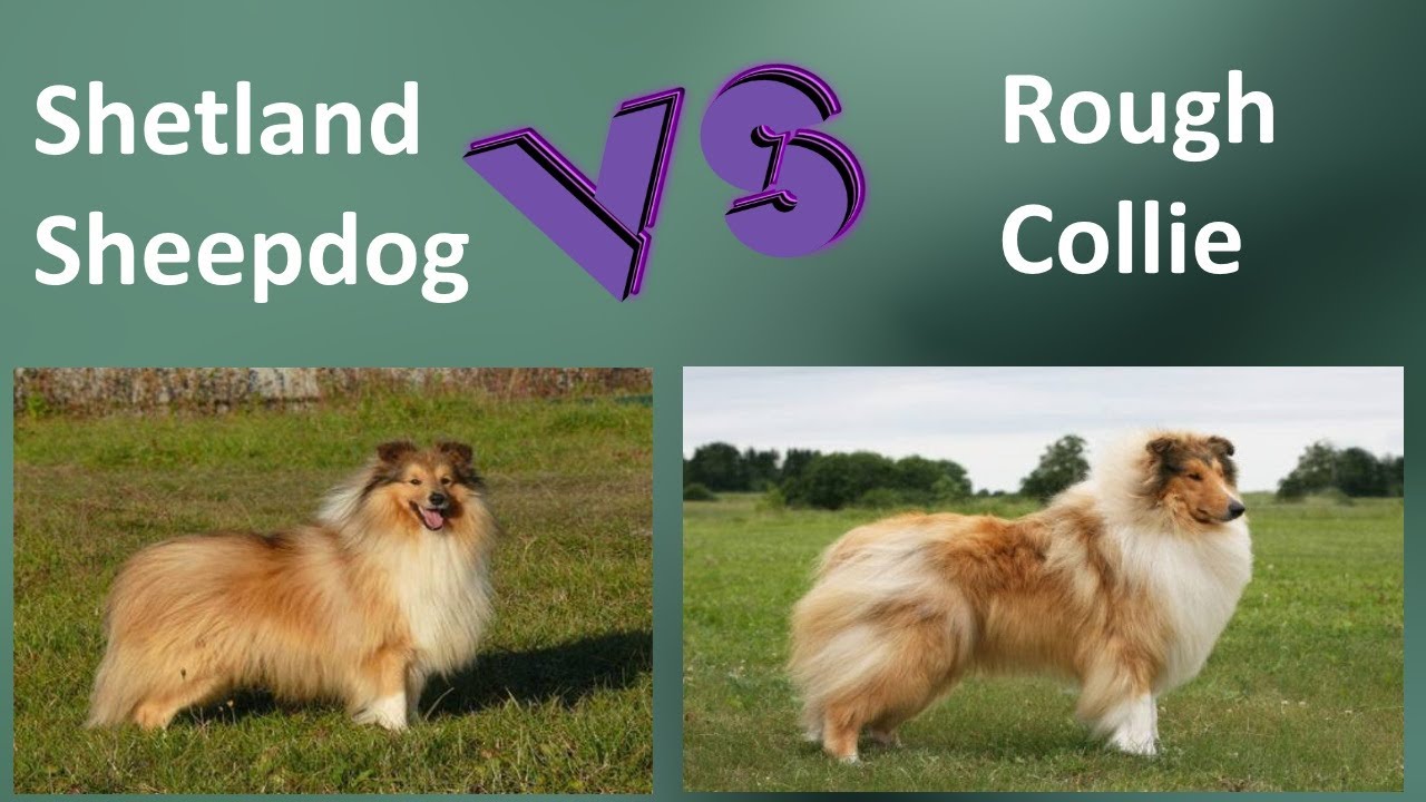 Shetland Sheepdog VS Rough Collie - Breed Comparison - Rough Collie and Rough Collie Differences
