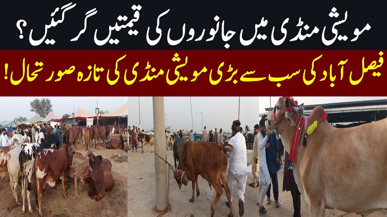 Cow Mandi Latest Rates Today | Biggest Cow Mandi of Faisalabad | Maweshi Mandi Update | Qurbani 2025