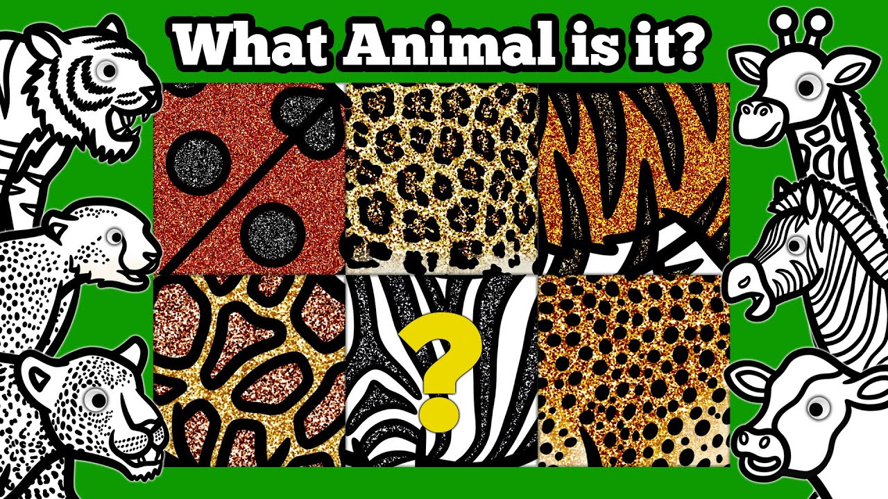 Can You Identify These Animals By Their Patterns? | Learn About Wild Animal's Unique Body Patterns