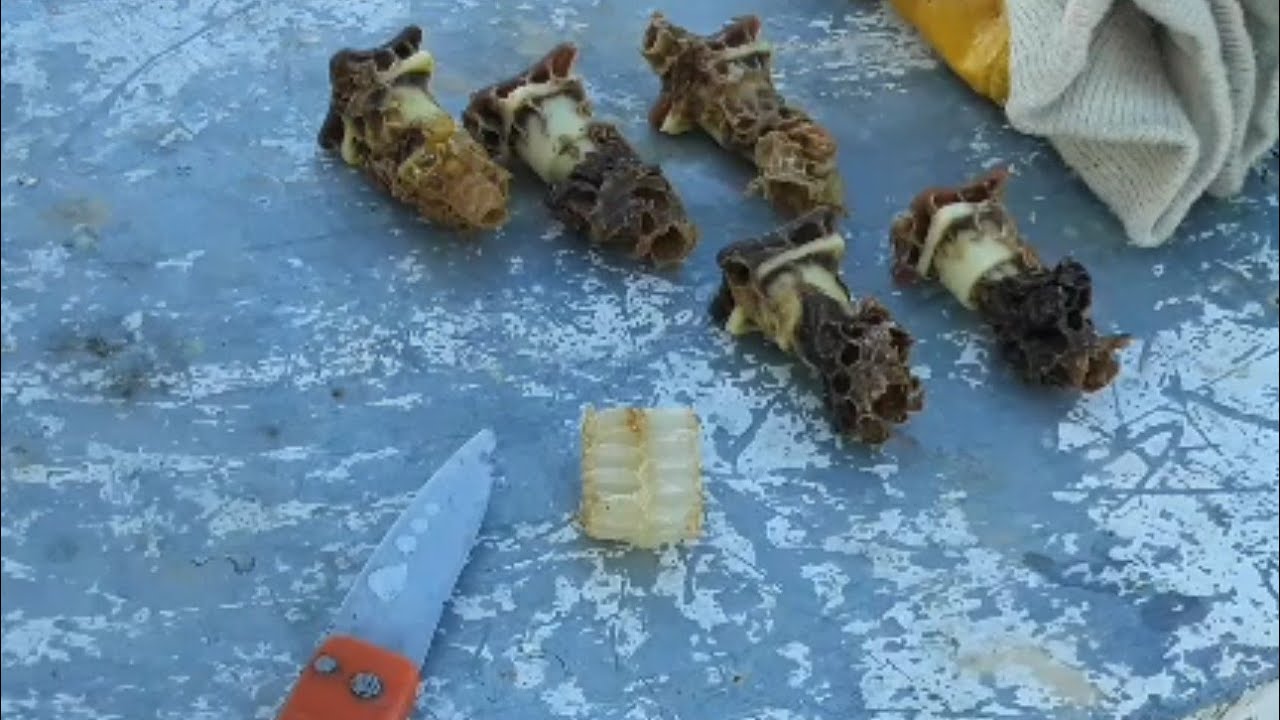 Kolay Ana arı Üretimi, Çift Aşılama