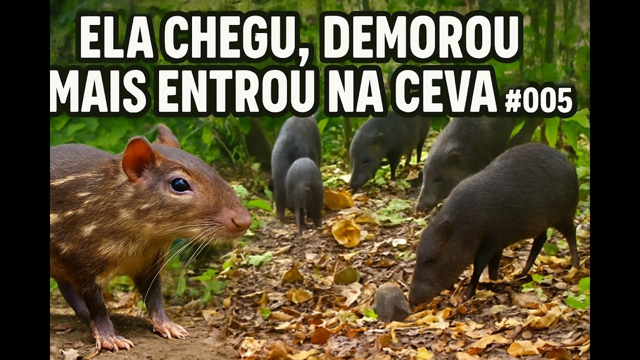 🐾 PACA DESCONFIADA E MANADA DE CATETOS COM FILHOTES NA CEVA #005
