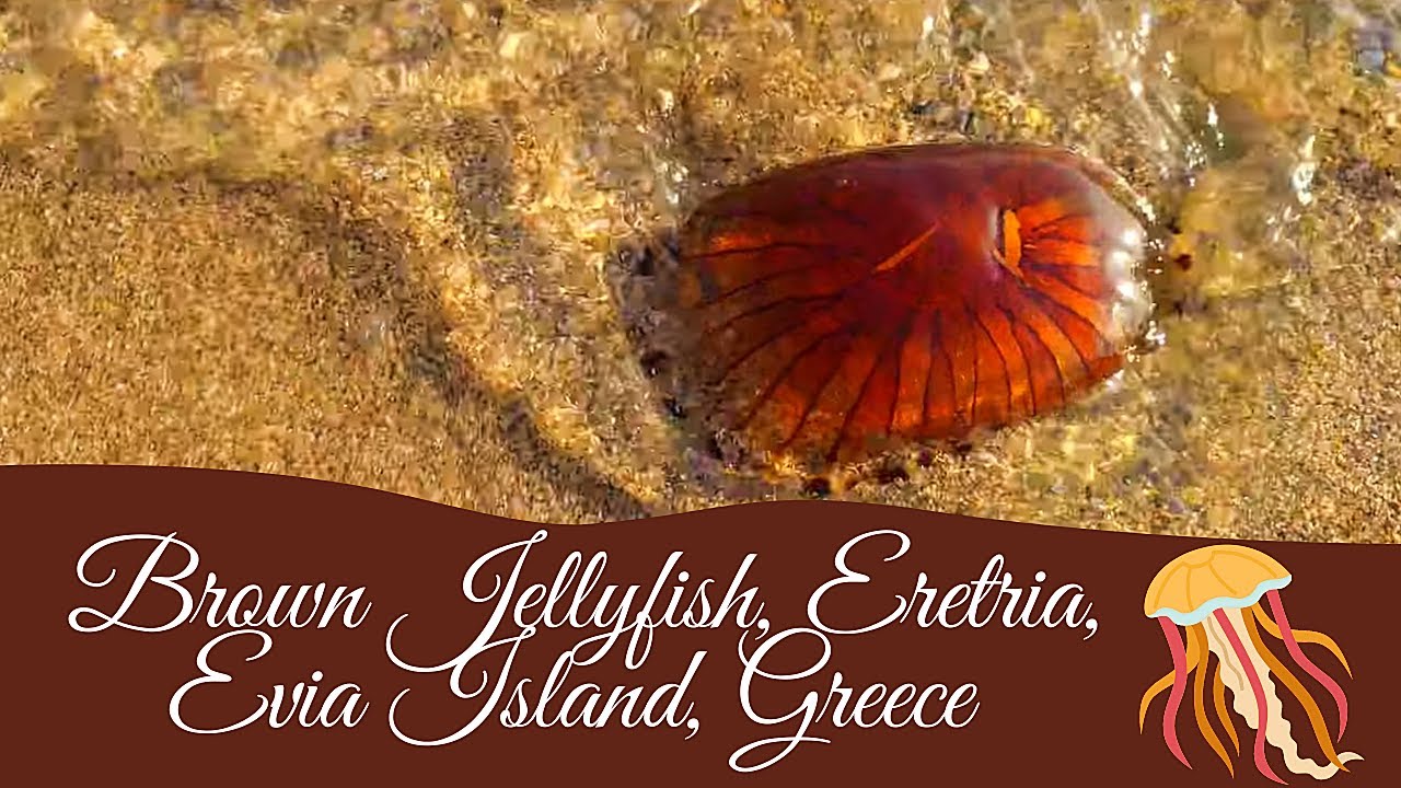 🌊🦑Brown Jellyfish at Eretria Beach,Evia Island!🏖️Unravel the Aquatic Wonders!👧🏻🧒🏻