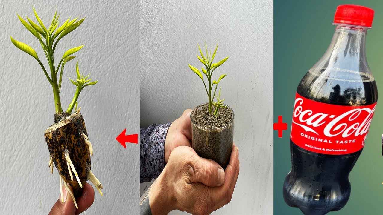 SUPER SPECIAL TECHNIQUE for cultivating MANGO shoots with coca~cola and bananas to surprise growth