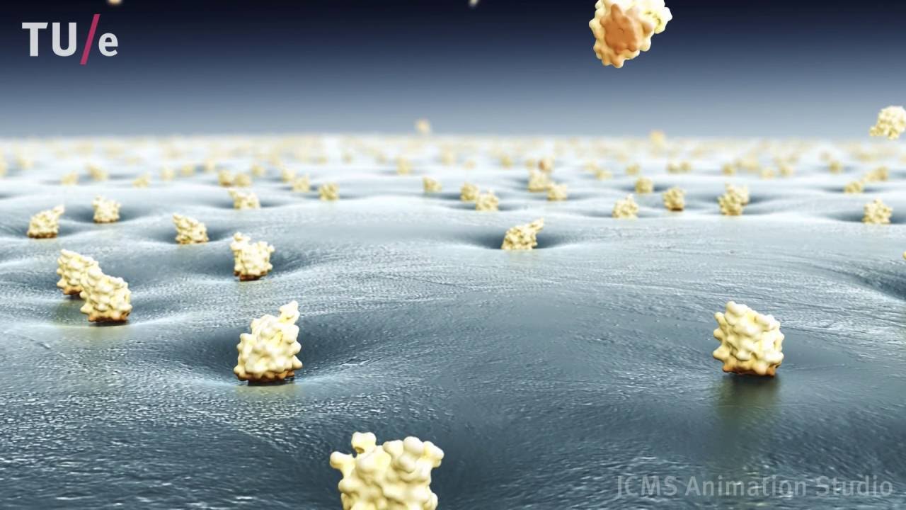 Antifreeze proteins: shaping ice crystal growth