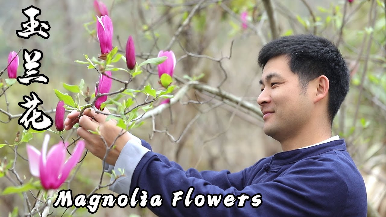 春日食花季—玉兰花（五）Enjoyment of Flower in Spring——Delicacies from Beautiful Magnolia Flowers